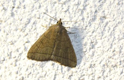 Réf. 215 617 : Herminia tarsipennalis